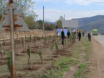 Yardımlıda “Yaşıl dünya naminə həmrəylik ili” çərçivəsində ağacəkmə aksiyası davam etdirilir.