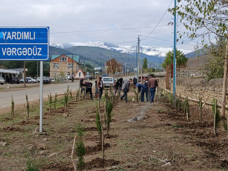 Yardımlıda “Yaşıl dünya naminə həmrəylik ili” çərçivəsində ağacəkmə aksiyası davam etdirilir.