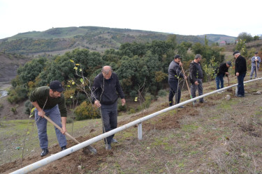 Yardımlıda “Yaşıl dünya naminə həmrəylik ili” çərçivəsində ağacəkmə aksiyası davam etdirilir.